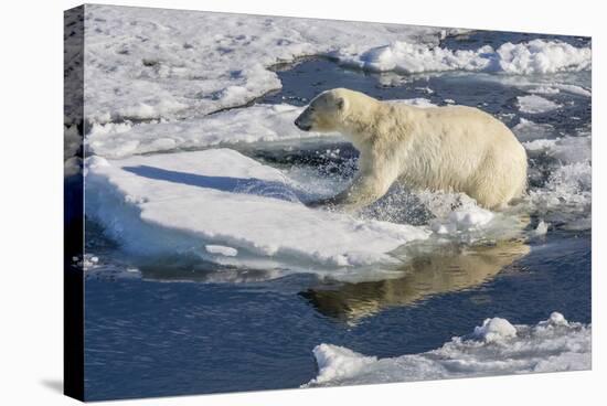 Young Adult Polar Bear (Ursus Maritimus) on Ice in Hinlopen Strait-Michael Nolan-Stretched Canvas