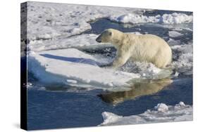 Young Adult Polar Bear (Ursus Maritimus) on Ice in Hinlopen Strait-Michael Nolan-Stretched Canvas