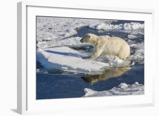 Young Adult Polar Bear (Ursus Maritimus) on Ice in Hinlopen Strait-Michael Nolan-Framed Photographic Print