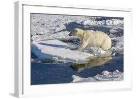 Young Adult Polar Bear (Ursus Maritimus) on Ice in Hinlopen Strait-Michael Nolan-Framed Photographic Print