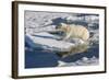 Young Adult Polar Bear (Ursus Maritimus) on Ice in Hinlopen Strait-Michael Nolan-Framed Photographic Print