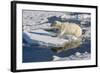 Young Adult Polar Bear (Ursus Maritimus) on Ice in Hinlopen Strait-Michael Nolan-Framed Photographic Print