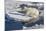 Young Adult Polar Bear (Ursus Maritimus) on Ice in Hinlopen Strait-Michael Nolan-Mounted Photographic Print