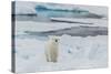 Young Adult Polar Bear (Ursus Maritimus) on Ice in Hinlopen Strait-Michael Nolan-Stretched Canvas