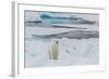 Young Adult Polar Bear (Ursus Maritimus) on Ice in Hinlopen Strait-Michael Nolan-Framed Photographic Print