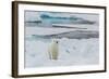 Young Adult Polar Bear (Ursus Maritimus) on Ice in Hinlopen Strait-Michael Nolan-Framed Photographic Print