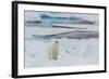 Young Adult Polar Bear (Ursus Maritimus) on Ice in Hinlopen Strait-Michael Nolan-Framed Photographic Print