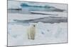 Young Adult Polar Bear (Ursus Maritimus) on Ice in Hinlopen Strait-Michael Nolan-Mounted Photographic Print