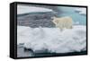 Young Adult Polar Bear (Ursus Maritimus) on Ice in Hinlopen Strait-Michael Nolan-Framed Stretched Canvas