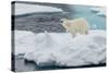 Young Adult Polar Bear (Ursus Maritimus) on Ice in Hinlopen Strait-Michael Nolan-Stretched Canvas