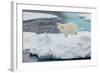 Young Adult Polar Bear (Ursus Maritimus) on Ice in Hinlopen Strait-Michael Nolan-Framed Photographic Print