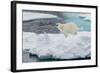 Young Adult Polar Bear (Ursus Maritimus) on Ice in Hinlopen Strait-Michael Nolan-Framed Photographic Print