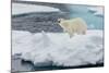 Young Adult Polar Bear (Ursus Maritimus) on Ice in Hinlopen Strait-Michael Nolan-Mounted Photographic Print