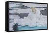 Young Adult Polar Bear (Ursus Maritimus) on Ice in Hinlopen Strait-Michael Nolan-Framed Stretched Canvas