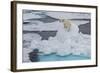 Young Adult Polar Bear (Ursus Maritimus) on Ice in Hinlopen Strait-Michael Nolan-Framed Photographic Print