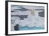 Young Adult Polar Bear (Ursus Maritimus) on Ice in Hinlopen Strait-Michael Nolan-Framed Photographic Print