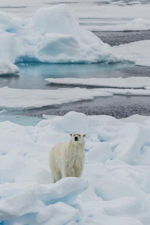 https://imgc.allpostersimages.com/img/posters/young-adult-polar-bear-ursus-maritimus-on-ice-in-hinlopen-strait_u-L-PNF06D0.jpg?artPerspective=n