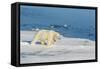 Young Adult Polar Bear (Ursus Maritimus) on Ice in Hinlopen Strait-Michael Nolan-Framed Stretched Canvas