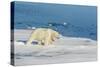 Young Adult Polar Bear (Ursus Maritimus) on Ice in Hinlopen Strait-Michael Nolan-Stretched Canvas