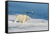 Young Adult Polar Bear (Ursus Maritimus) on Ice in Hinlopen Strait-Michael Nolan-Framed Stretched Canvas