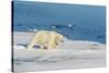 Young Adult Polar Bear (Ursus Maritimus) on Ice in Hinlopen Strait-Michael Nolan-Stretched Canvas