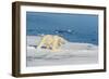 Young Adult Polar Bear (Ursus Maritimus) on Ice in Hinlopen Strait-Michael Nolan-Framed Photographic Print