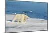Young Adult Polar Bear (Ursus Maritimus) on Ice in Hinlopen Strait-Michael Nolan-Mounted Photographic Print