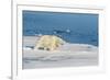 Young Adult Polar Bear (Ursus Maritimus) on Ice in Hinlopen Strait-Michael Nolan-Framed Photographic Print