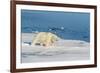 Young Adult Polar Bear (Ursus Maritimus) on Ice in Hinlopen Strait-Michael Nolan-Framed Photographic Print