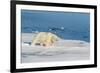 Young Adult Polar Bear (Ursus Maritimus) on Ice in Hinlopen Strait-Michael Nolan-Framed Photographic Print