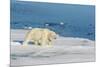 Young Adult Polar Bear (Ursus Maritimus) on Ice in Hinlopen Strait-Michael Nolan-Mounted Photographic Print