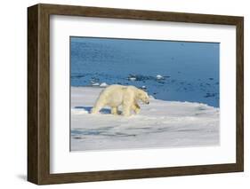 Young Adult Polar Bear (Ursus Maritimus) on Ice in Hinlopen Strait-Michael Nolan-Framed Photographic Print