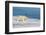 Young Adult Polar Bear (Ursus Maritimus) on Ice in Hinlopen Strait-Michael Nolan-Framed Photographic Print