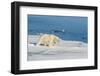 Young Adult Polar Bear (Ursus Maritimus) on Ice in Hinlopen Strait-Michael Nolan-Framed Photographic Print