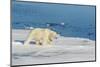 Young Adult Polar Bear (Ursus Maritimus) on Ice in Hinlopen Strait-Michael Nolan-Mounted Photographic Print