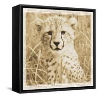 Young Africa Cheetah-Susann Parker-Framed Stretched Canvas