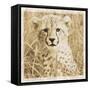 Young Africa Cheetah-Susann Parker-Framed Stretched Canvas