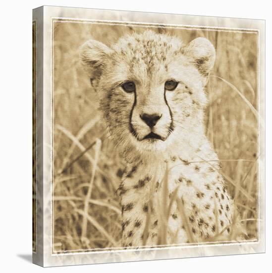 Young Africa Cheetah-Susann Parker-Stretched Canvas