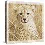 Young Africa Cheetah-Susann Parker-Stretched Canvas