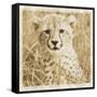 Young Africa Cheetah-Susann Parker-Framed Stretched Canvas