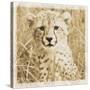 Young Africa Cheetah-Susann Parker-Stretched Canvas