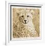 Young Africa Cheetah-Susann Parker-Framed Photographic Print