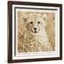 Young Africa Cheetah-Susann Parker-Framed Photographic Print