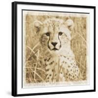 Young Africa Cheetah-Susann Parker-Framed Photographic Print