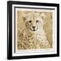 Young Africa Cheetah-Susann Parker-Framed Photographic Print