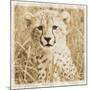 Young Africa Cheetah-Susann Parker-Mounted Photographic Print