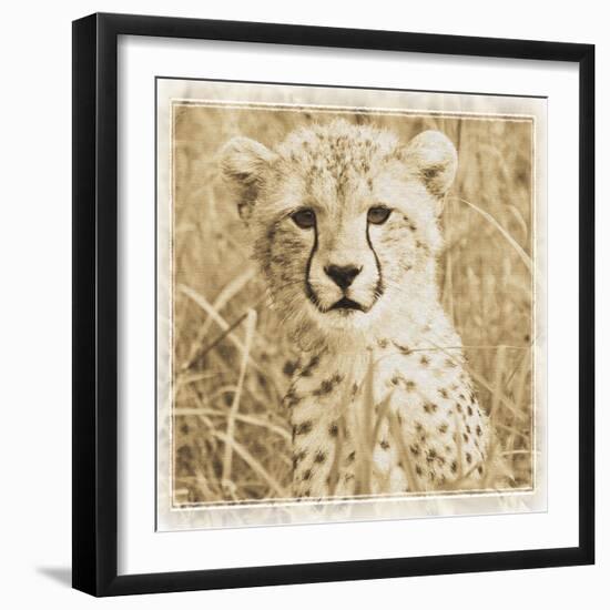 Young Africa Cheetah-Susann Parker-Framed Photographic Print