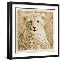 Young Africa Cheetah-Susann Parker-Framed Photographic Print