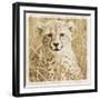 Young Africa Cheetah-Susann Parker-Framed Photographic Print