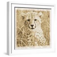 Young Africa Cheetah-Susann Parker-Framed Photographic Print